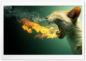 Flaming Cat Ultra HD Wallpaper for 4K UHD Widescreen desktop, tablet & smartphone