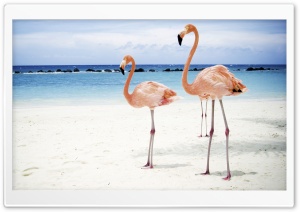 Flamingo Ultra HD Wallpaper for 4K UHD Widescreen desktop, tablet & smartphone
