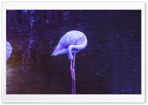 Flamingo Ultra HD Wallpaper for 4K UHD Widescreen desktop, tablet & smartphone