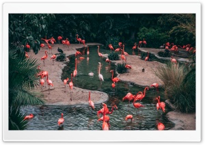 Flamingo Birds Ultra HD Wallpaper for 4K UHD Widescreen desktop, tablet & smartphone