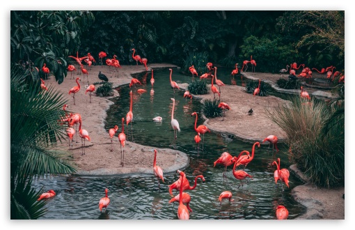 Desktop Wallpapers Birds Flamingo Beak 2 animal Closeup
