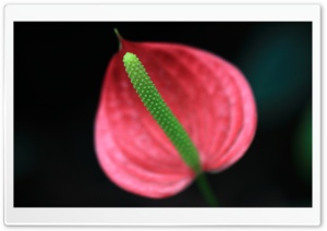 Flamingo Flower, Anthurium, Macro Ultra HD Wallpaper for 4K UHD Widescreen desktop, tablet & smartphone