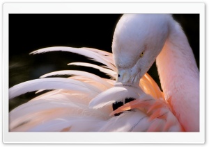 Flamingo Standing Ultra HD Wallpaper for 4K UHD Widescreen desktop, tablet & smartphone