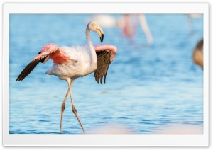 Flamingo, Water Ultra HD Wallpaper for 4K UHD Widescreen desktop, tablet & smartphone