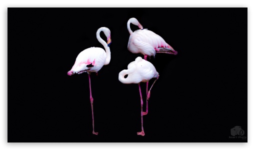 Flamingos UltraHD Wallpaper for UHD 16:9 2160p 1440p 1080p 900p 720p ; 8K UHD TV 16:9 Ultra High Definition 2160p 1440p 1080p 900p 720p ; Tablet 1:1 ; Mobile 9:16 3:5 - ;