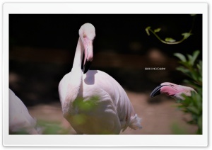 FLAMINGOS BIRD - SARDAR JI PHOTOGRAPHY Ultra HD Wallpaper for 4K UHD Widescreen desktop, tablet & smartphone