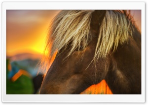 Flaxen Horse At Sunrise Ultra HD Wallpaper for 4K UHD Widescreen desktop, tablet & smartphone