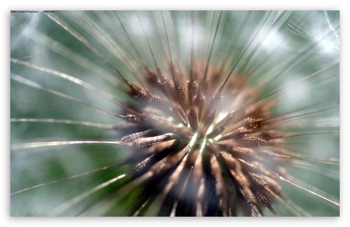 Fleecy Puff UltraHD Wallpaper for HD 16:9 ; Widescreen 16:10 5:3 ; Fullscreen 4:3 5:4 3:2 ;