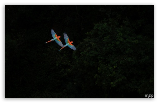 Flight, Ara, Amazon, Macaw, Red-and-green Macaw, Rainforest, Biodiversity, Parrots UltraHD Wallpaper for UHD 16:9 ; HD 16:9 ; Widescreen 16:10 5:3 ; Fullscreen 4:3 5:4 3:2 ;