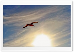 Flight At Sunset Ultra HD Wallpaper for 4K UHD Widescreen Desktop, Lockscreen, Screensaver, TV, Tablet, Smartphone