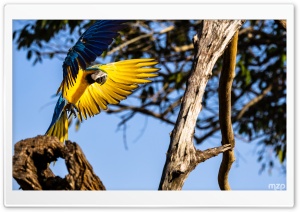 Flight, Landing, Ara, Blue-and-yellow Macaw, Amazon, Parrot, Macaw, Parrot 4K UHD Wallpaper for Widescreen and UltraWide Desktop, UltraHD TV, Smartphone, Tablet