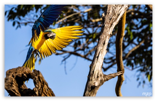 Flight, Landing, Ara, Blue-and-yellow Macaw, Amazon, Parrot, Macaw, Parrot UltraHD Wallpaper for UHD 16:9 ; HD 16:9 ; Widescreen 16:10 5:3 ; Fullscreen 4:3 3:2 ;