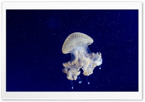 Floating Bell Jellyfish Ultra HD Wallpaper for 4K UHD Widescreen desktop, tablet & smartphone