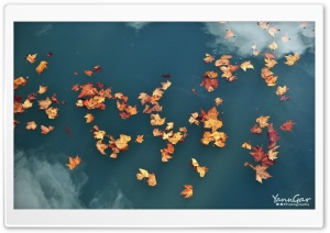 Floating Leaves Ultra HD Wallpaper for 4K UHD Widescreen desktop, tablet & smartphone