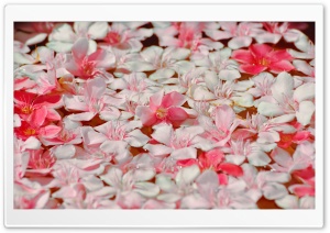 Floating Petals Ultra HD Wallpaper for 4K UHD Widescreen desktop, tablet & smartphone