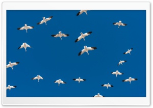 Flock of Geese in Flight Ultra HD Wallpaper for 4K UHD Widescreen desktop, tablet & smartphone