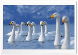 Flock Of Swans Ultra HD Wallpaper for 4K UHD Widescreen desktop, tablet & smartphone