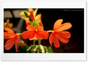 Flora. Ultra HD Wallpaper for 4K UHD Widescreen desktop, tablet & smartphone