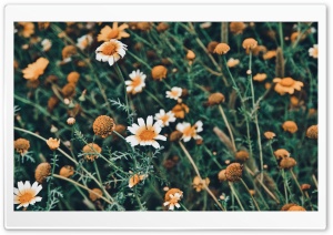 Floral Ultra HD Wallpaper for 4K UHD Widescreen desktop, tablet & smartphone