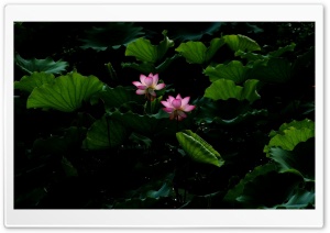 Flotus Flowers Ultra HD Wallpaper for 4K UHD Widescreen desktop, tablet & smartphone