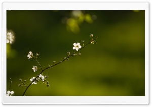 Flourished Branch Ultra HD Wallpaper for 4K UHD Widescreen desktop, tablet & smartphone