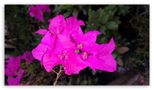 floweers green and purple UltraHD Wallpaper for UHD 16:9 ; HD 16:9 ;