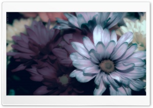 Flower2 Ultra HD Wallpaper for 4K UHD Widescreen desktop, tablet & smartphone