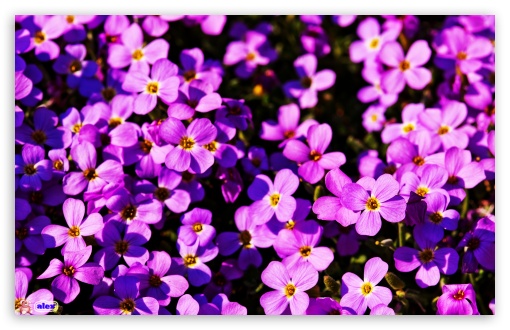 flower 010 UltraHD Wallpaper for Widescreen 16:10 ;