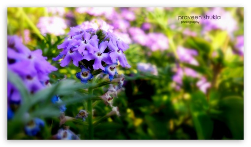 flower UltraHD Wallpaper for HD 16:9 ;