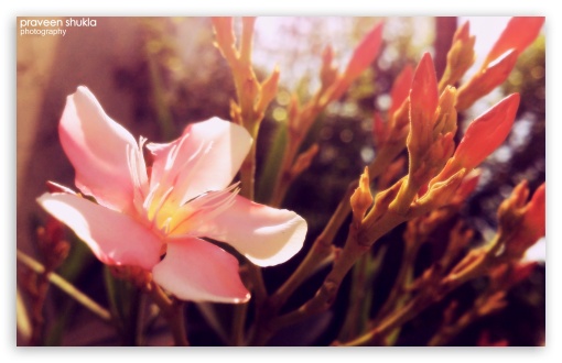 Flower UltraHD Wallpaper for Widescreen 16:10 5:3 ; Fullscreen 4:3 5:4 3:2 ;