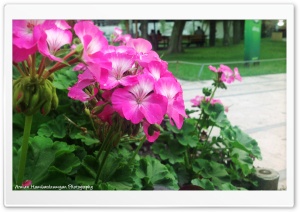 Flower 4K UHD Wallpaper for Widescreen and UltraWide Desktop, UltraHD TV, Smartphone, Tablet