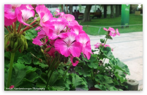 Flower UltraHD Wallpaper for Widescreen 16:10 ;