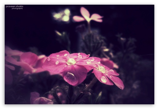 flower UltraHD Wallpaper for Fullscreen 3:2 ;