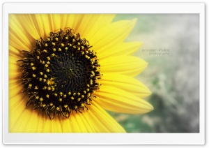 flower Ultra HD Wallpaper for 4K UHD Widescreen desktop, tablet & smartphone