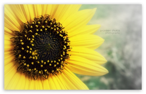 flower UltraHD Wallpaper for Widescreen 16:10 ;