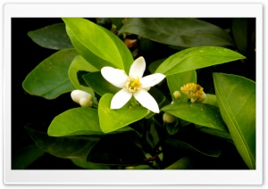 flower 4K UHD Wallpaper for Widescreen and UltraWide Desktop, UltraHD TV, Smartphone, Tablet