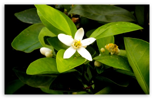 flower UltraHD Wallpaper for HD 16:9 ; Widescreen 16:10 5:3 ;