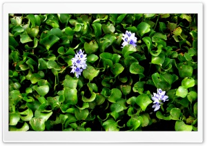 flower 4K UHD Wallpaper for Widescreen and UltraWide Desktop, UltraHD TV, Smartphone, Tablet