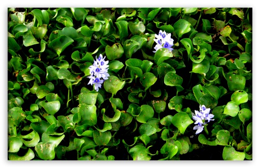 flower UltraHD Wallpaper for UHD 16:9 ; HD 16:9 ; Widescreen 16:10 5:3 ; Fullscreen 4:3 ;