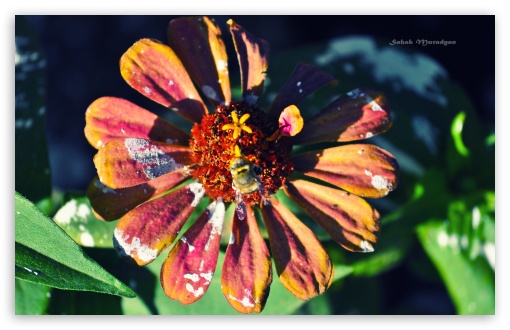 Flower UltraHD Wallpaper for UHD 16:9 ; HD 16:9 ; Widescreen 16:10 5:3 ; Fullscreen 4:3 5:4 3:2 ;