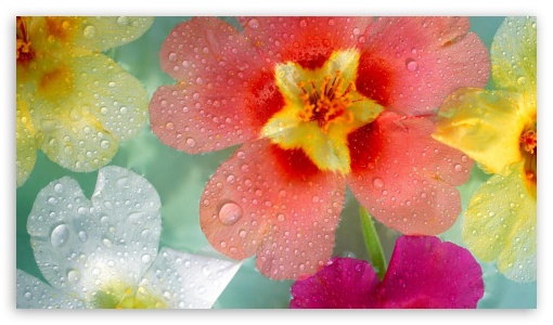 Flower UltraHD Wallpaper for 8K UHD TV 16:9 Ultra High Definition 2160p 1440p 1080p 900p 720p ;