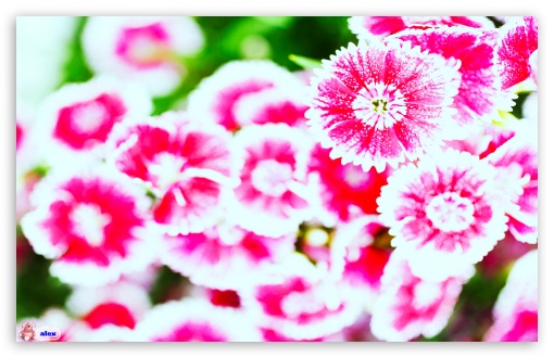 flower 011 UltraHD Wallpaper for Widescreen 16:10 ;