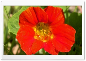 flower 4K UHD Wallpaper for Widescreen and UltraWide Desktop, UltraHD TV, Smartphone, Tablet