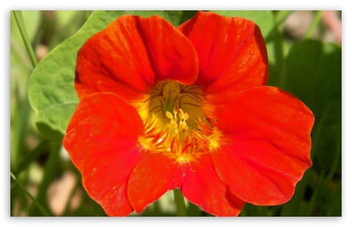 flower UltraHD Wallpaper for Widescreen 16:10 ; Fullscreen 4:3 ;