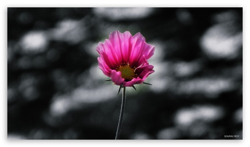 flower UltraHD Wallpaper for UHD 16:9 ; HD 16:9 ;