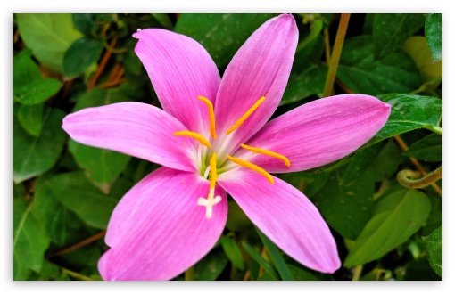 flower UltraHD Wallpaper for Wide 16:10 Widescreen WHXGA WQXGA WUXGA WXGA ;