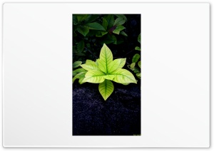 flower 4K UHD Wallpaper for Widescreen and UltraWide Desktop, UltraHD TV, Smartphone, Tablet