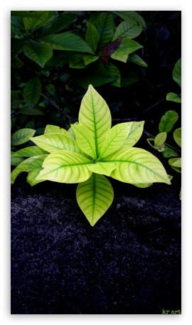 flower UltraHD Wallpaper for Mobile 9:16 ;