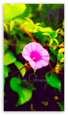 Flower UltraHD Wallpaper for Smartphone 16:9 2160p 1440p 1080p 900p 720p ; Mobile 16:9 - 2160p 1440p 1080p 900p 720p ;
