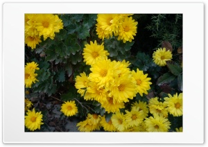 Flower 326 Ultra HD Wallpaper for 4K UHD Widescreen desktop, tablet & smartphone